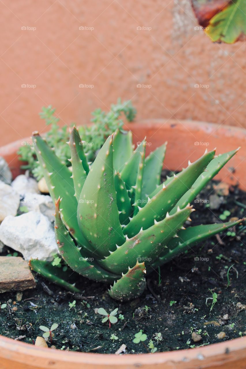 Little succulent from grandma’s garden 