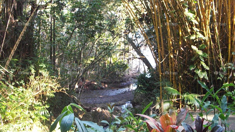 Botanical Garden in Hilo Hawaii