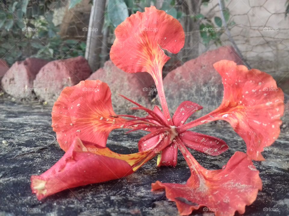 radish yellow flower fall down on surface