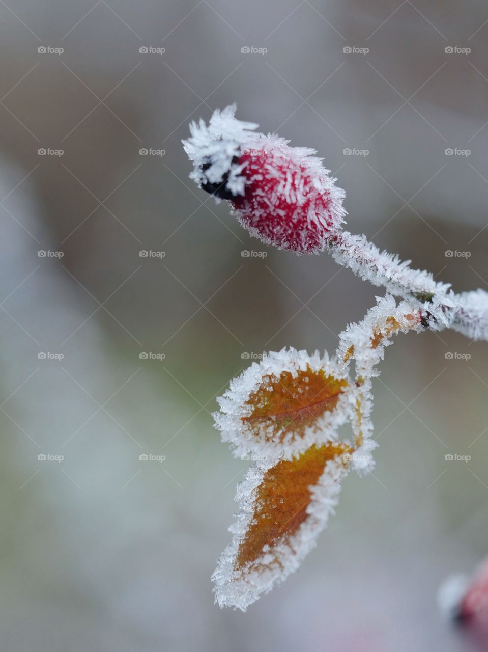 Frozen rosehips