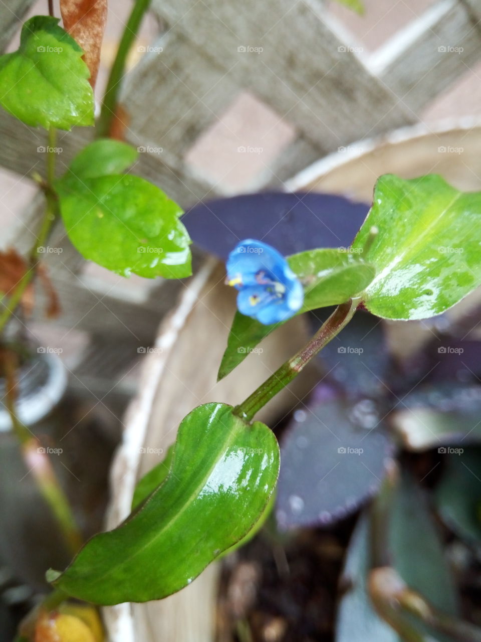 island water grass blossom