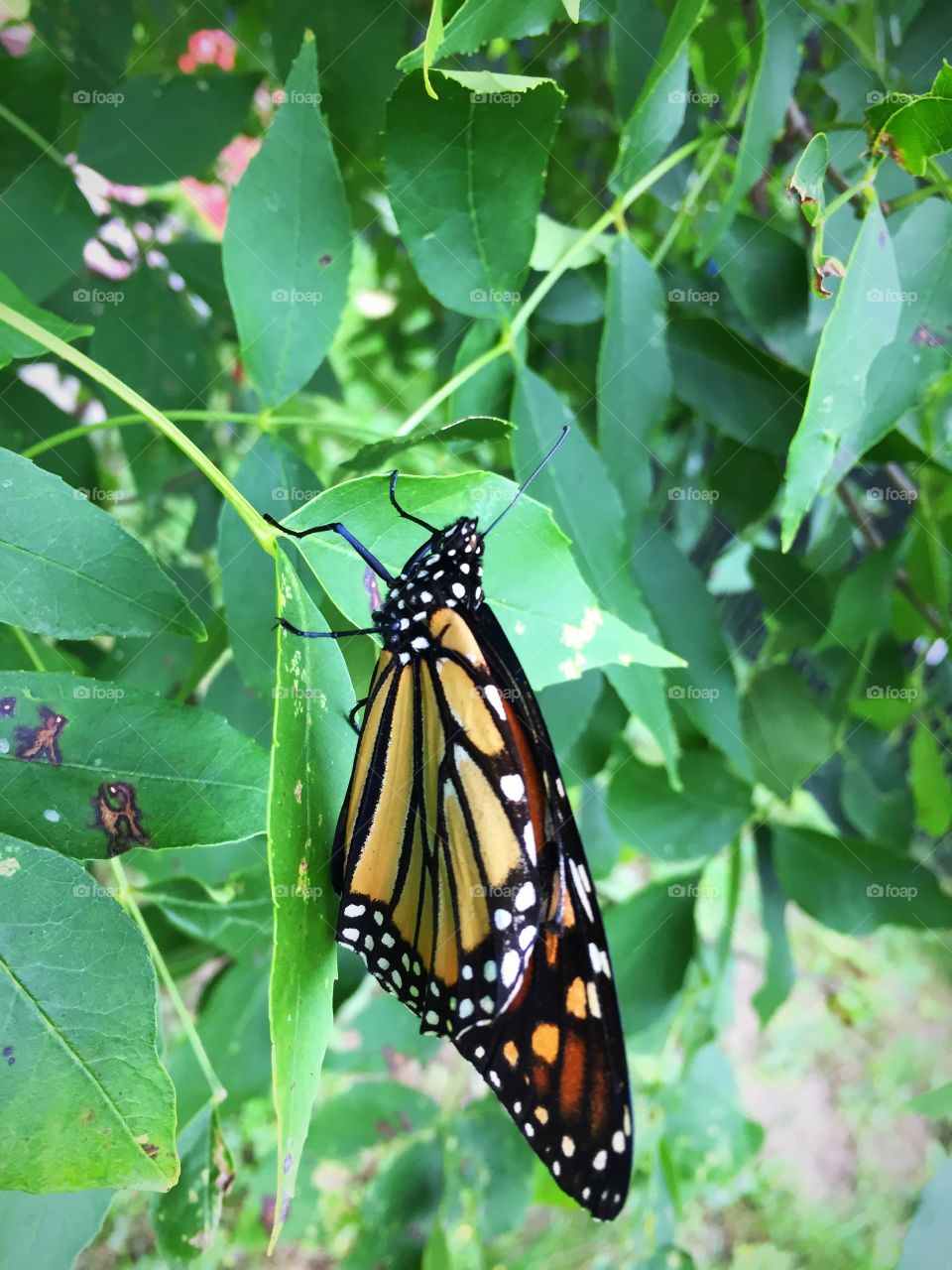 Monarch with left wing broken taking a break in my trees but is still strong and fly 