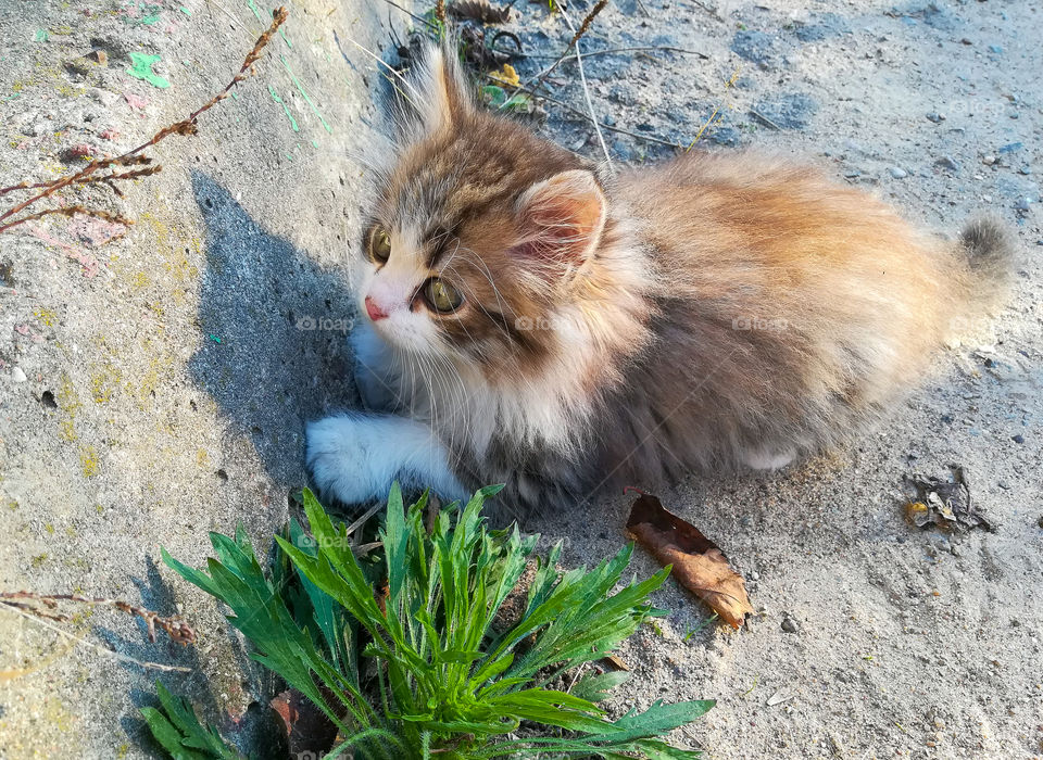 cute, furry, green-eyed kitten on the street; autumn