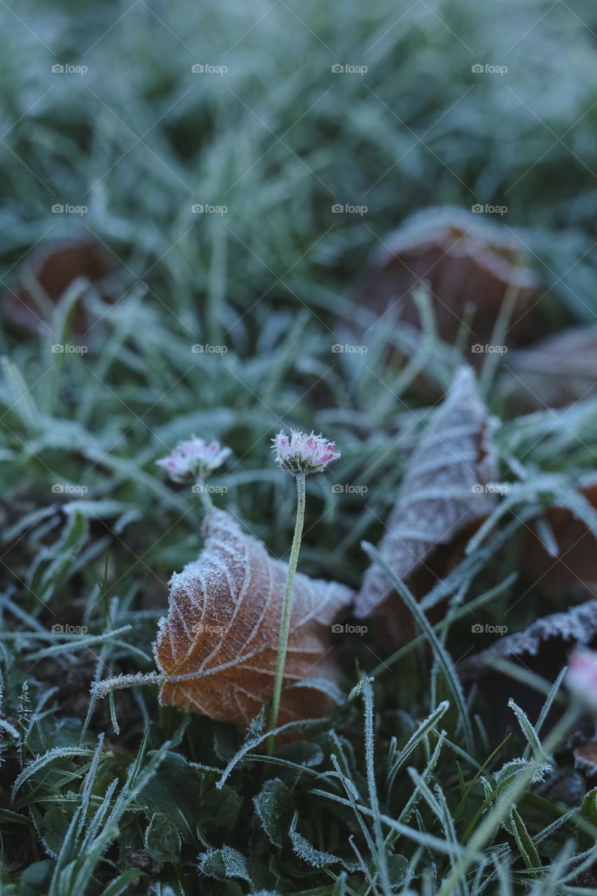 Frosty Marvels, nature’s icy Artistry 