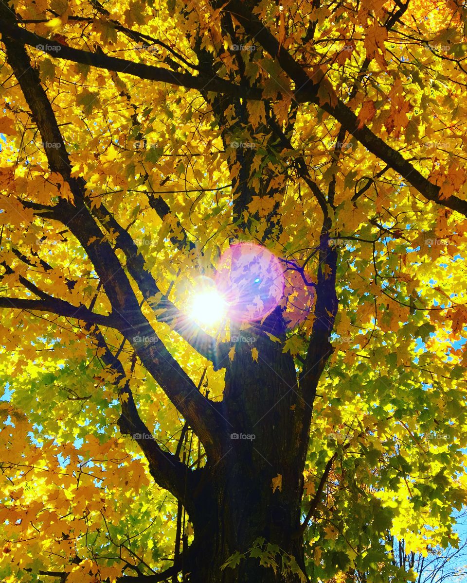 Sunray through autumn leaves