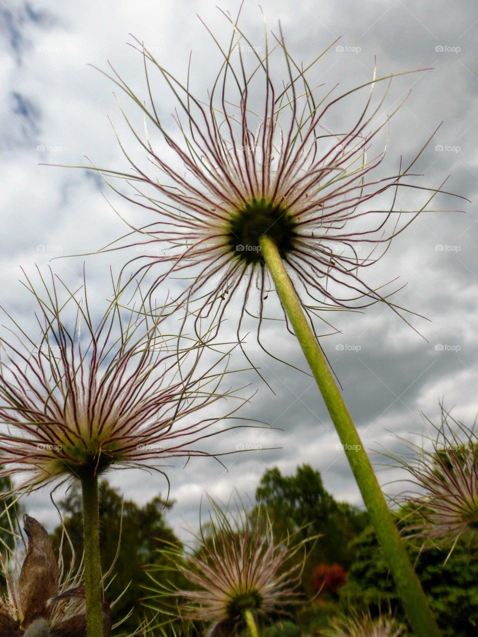 Interesting plants and clouds