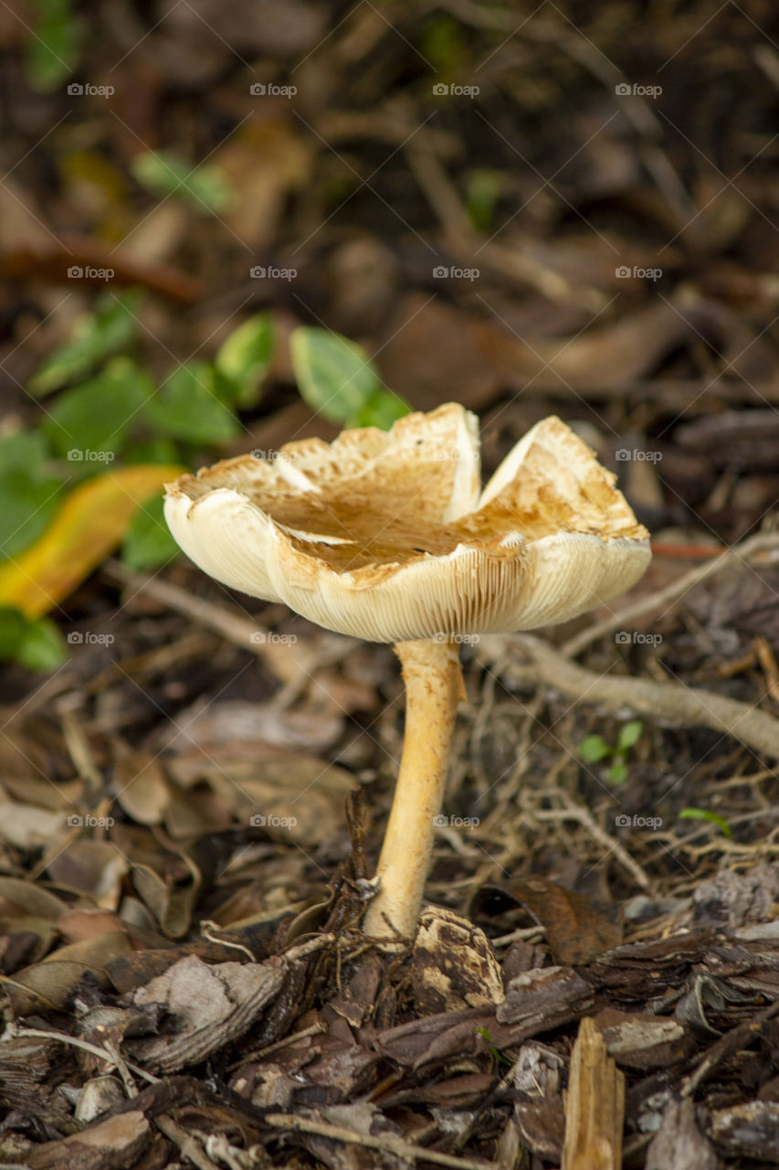 Mushroom with mulch background