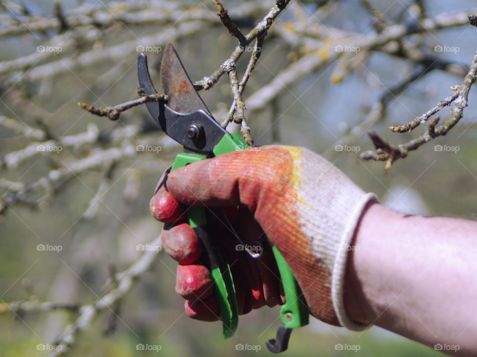 Man finds branches of trees in the spring