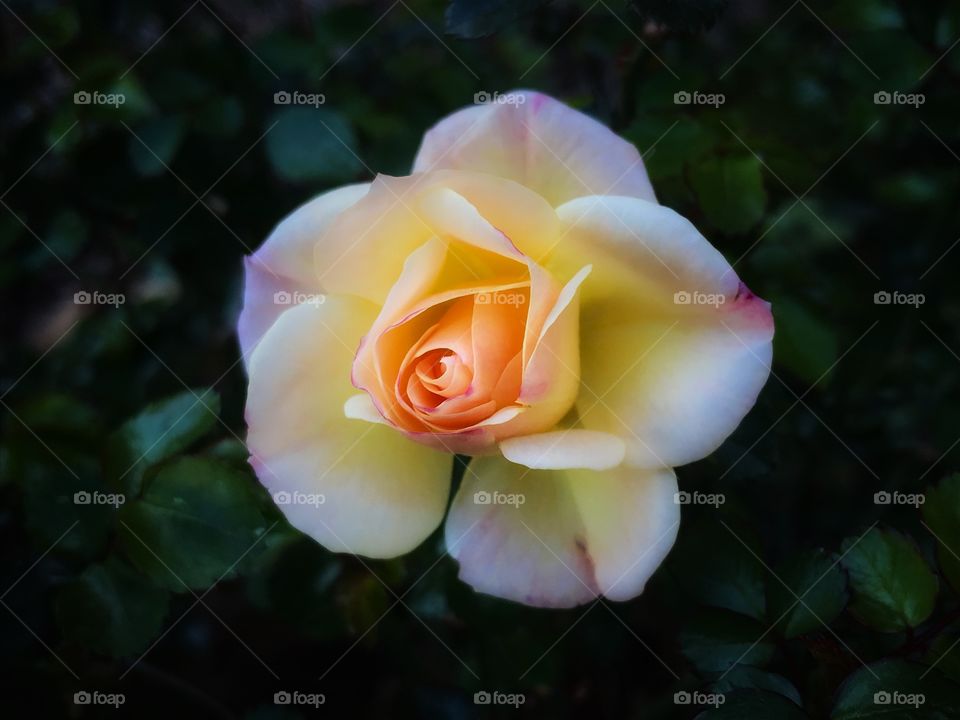 Peach drift rose 