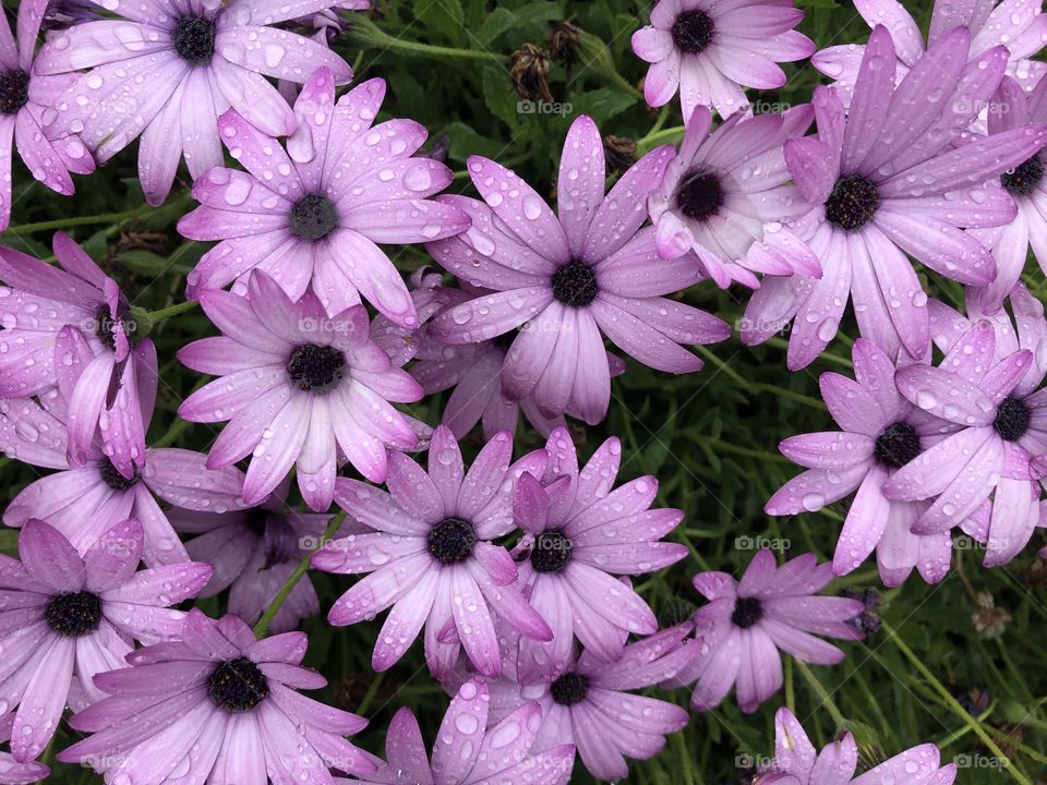 Flowers found on. The coastal road gardens in Torquay, Devon.