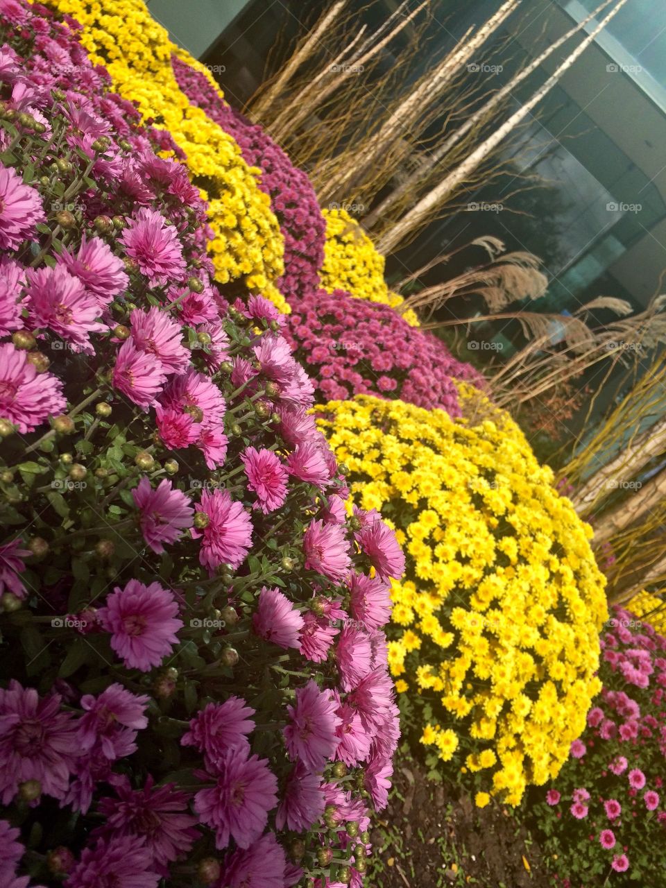 Beautiful flowers in the street