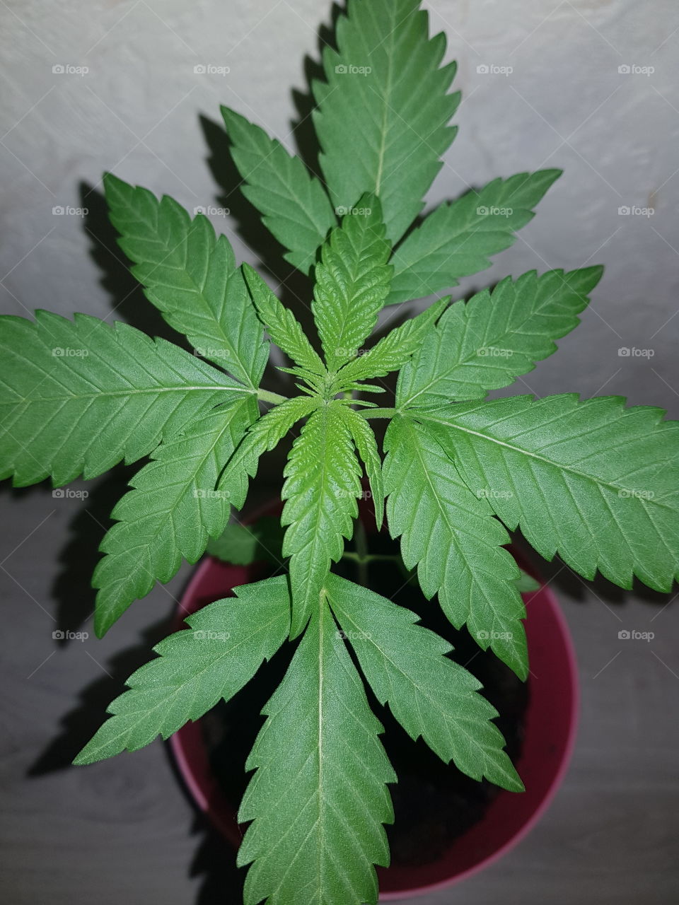 Close-up of young cannabis plant leaves, about 3 weeks of age. Grows very well, an unknown cannabis strain.