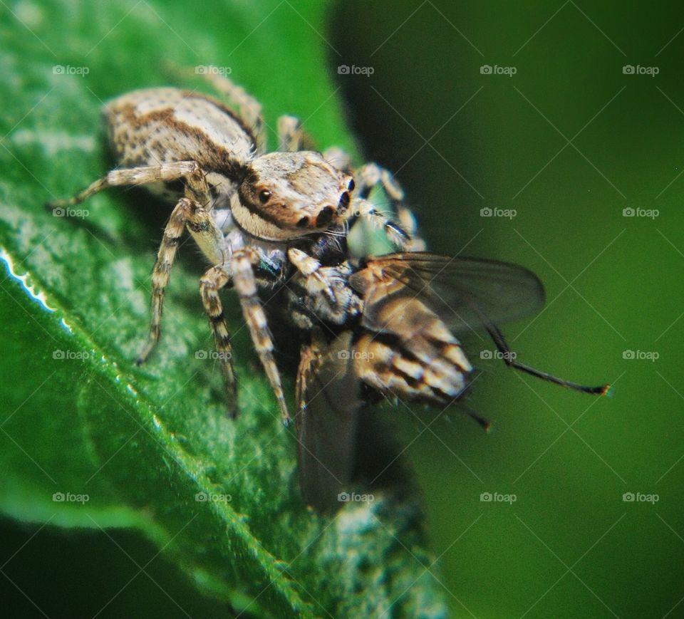 the spider eating a fly