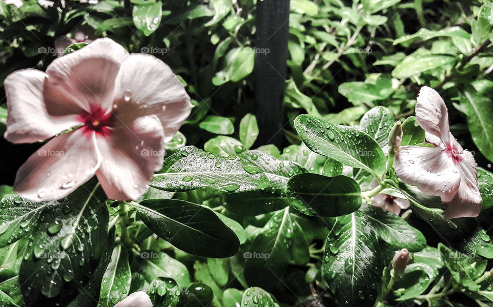 Flowers after Rain