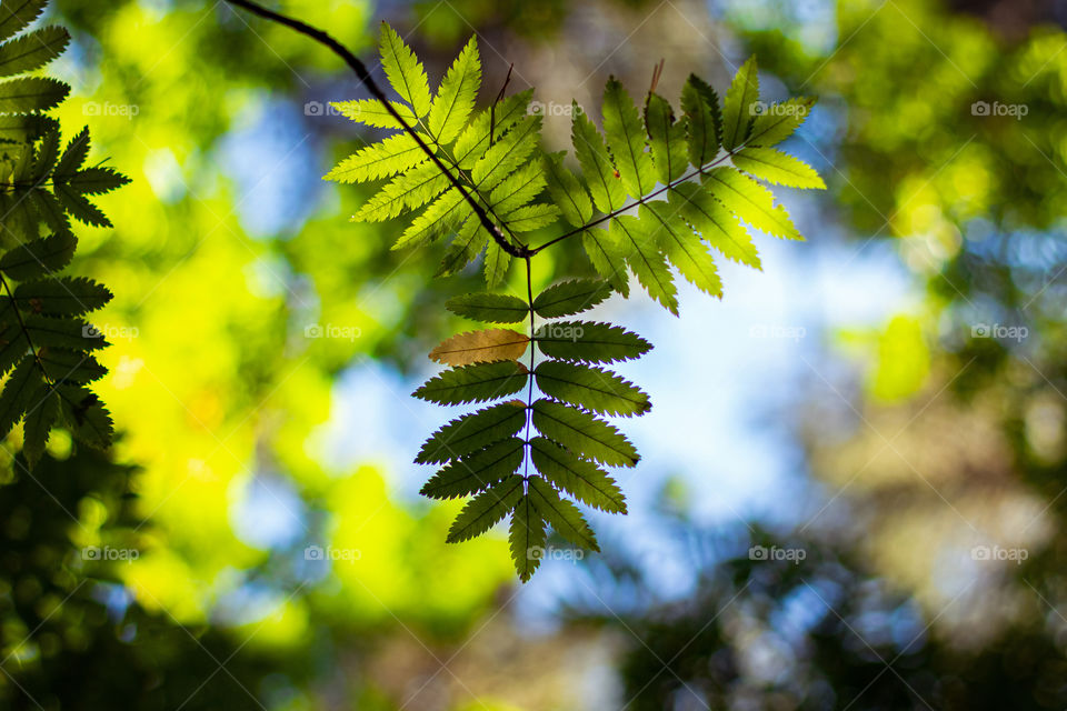 Green leaves