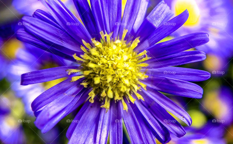 Close up of a purple and yellow flower clearly showing the stems and the leafs