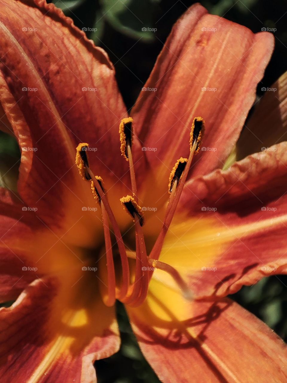 Macro photo of flower growing in the garden