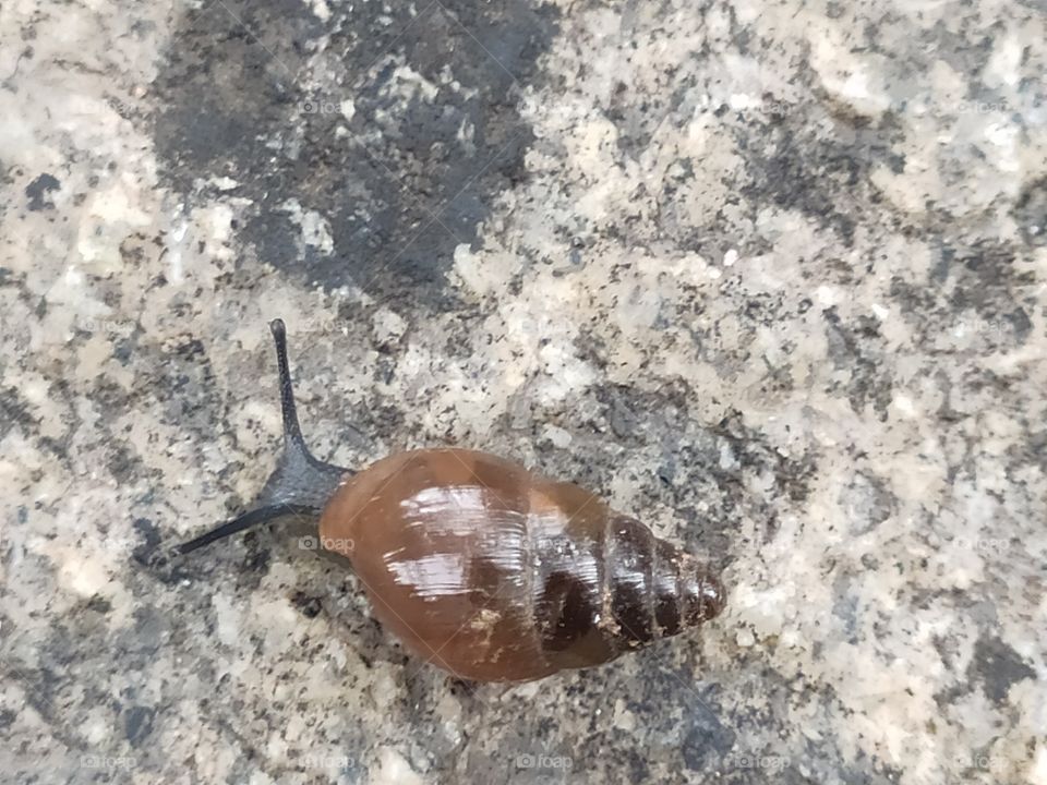 Shell, Snail
