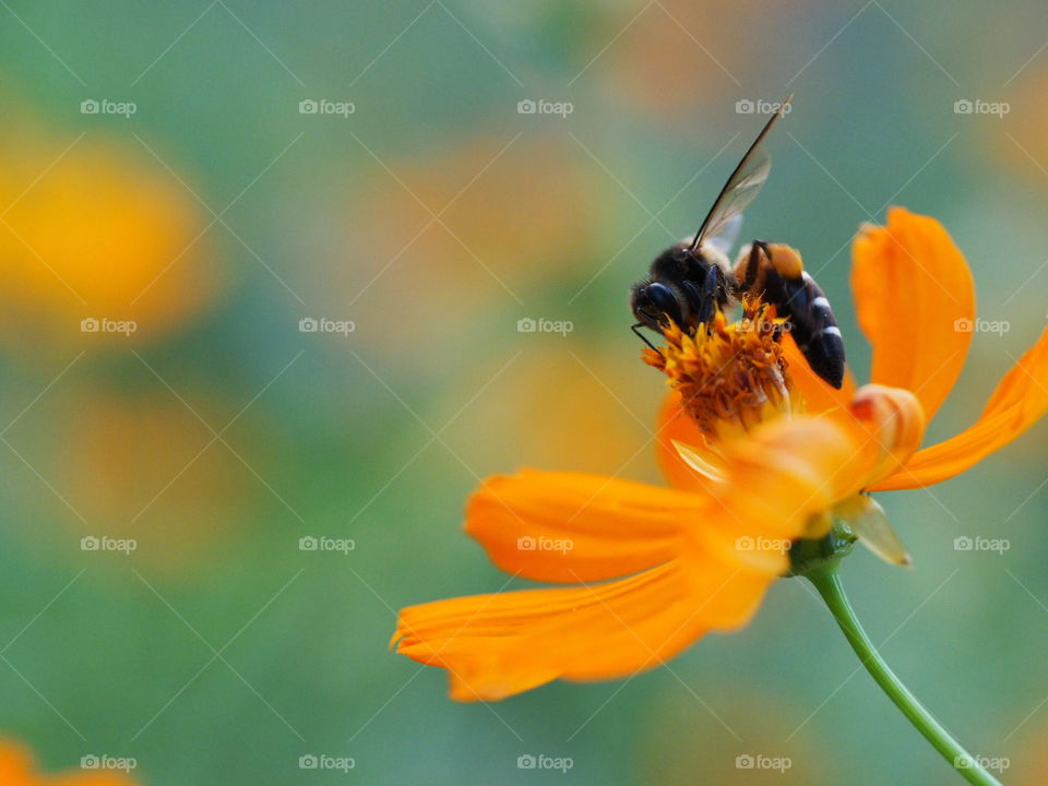 Bee and flower