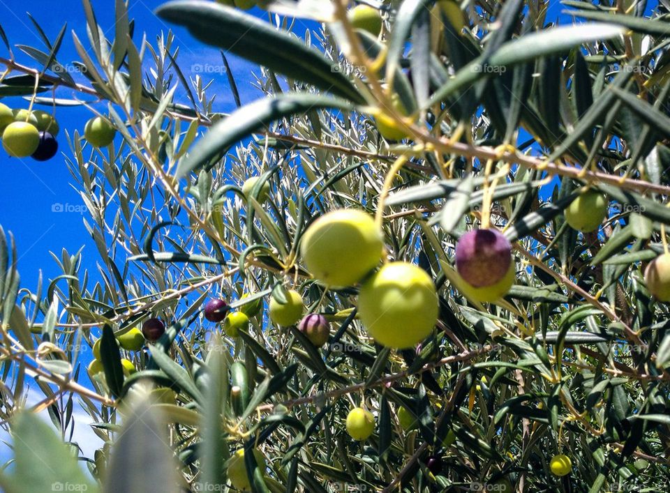 Olives