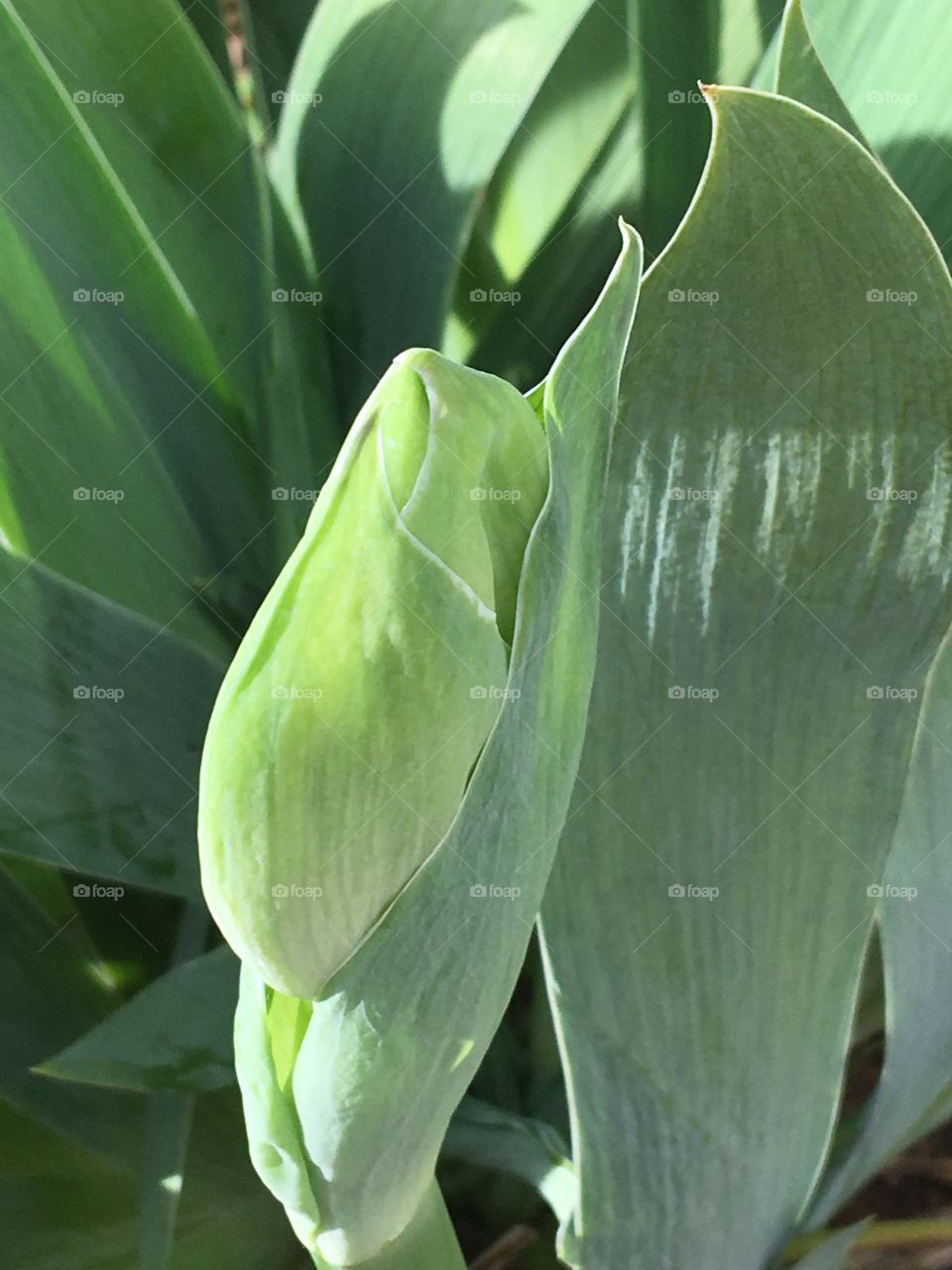 I’ve lived here three years and this is the first time these have bloomed, I’m excited!