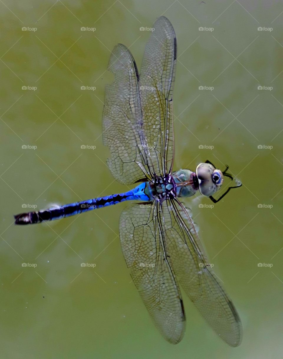 dragonfly
