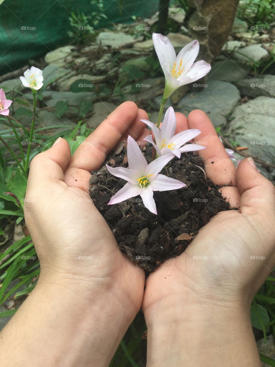 Flowers on my hands