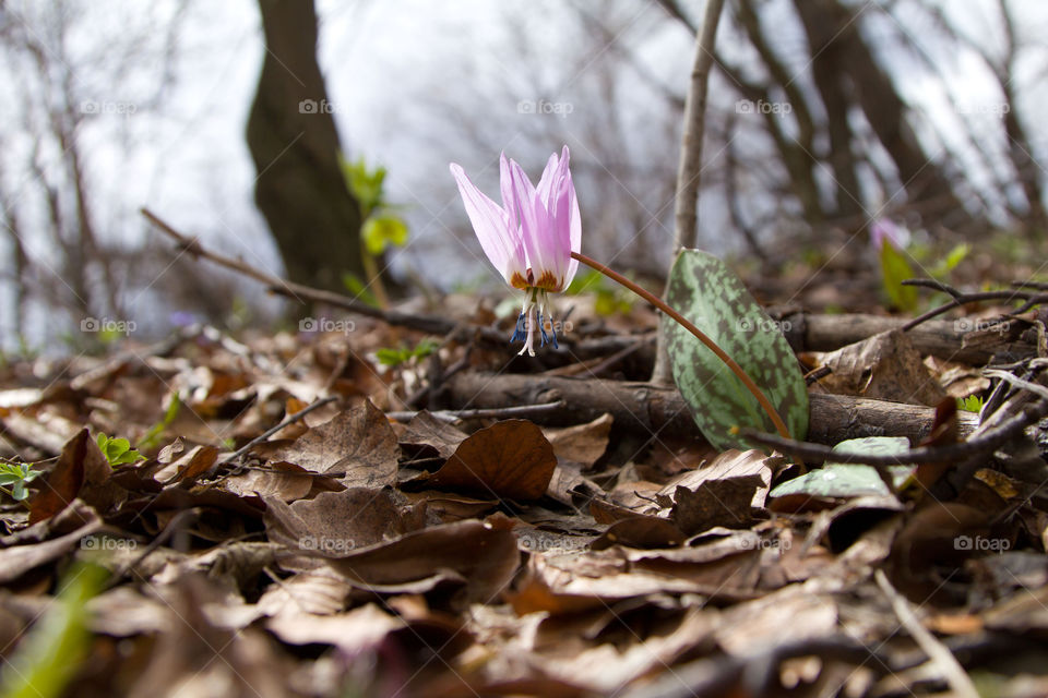 Pink flower in dry leaf