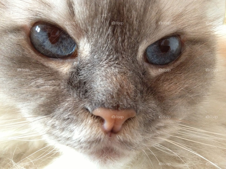 blue sweet cat eyes by geekz