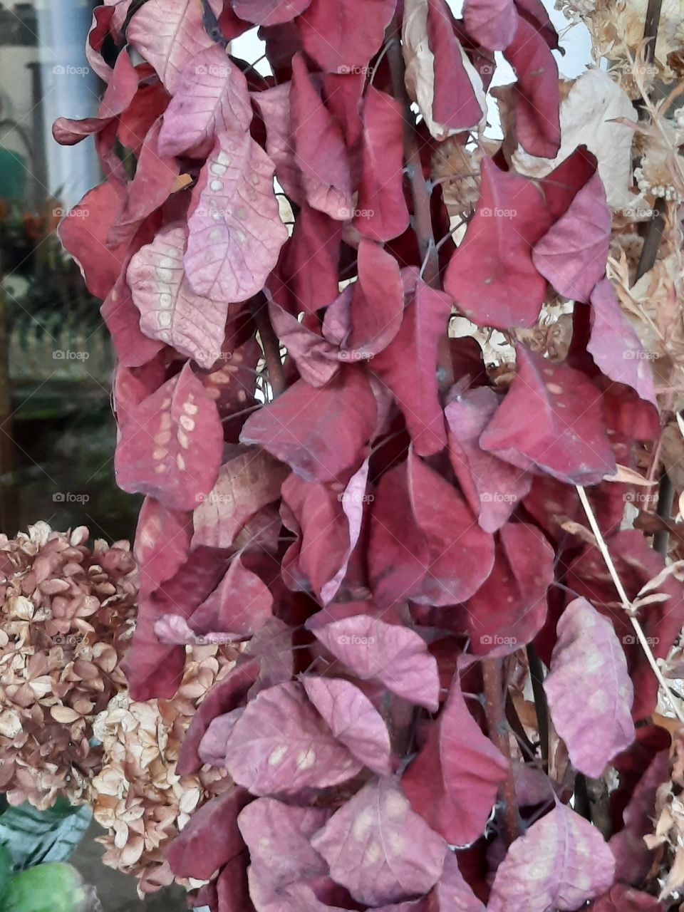 still life in winter - red dried leaves of smoke tree