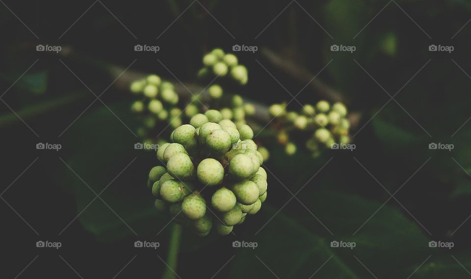 flower.  i don't know what is the name of flower