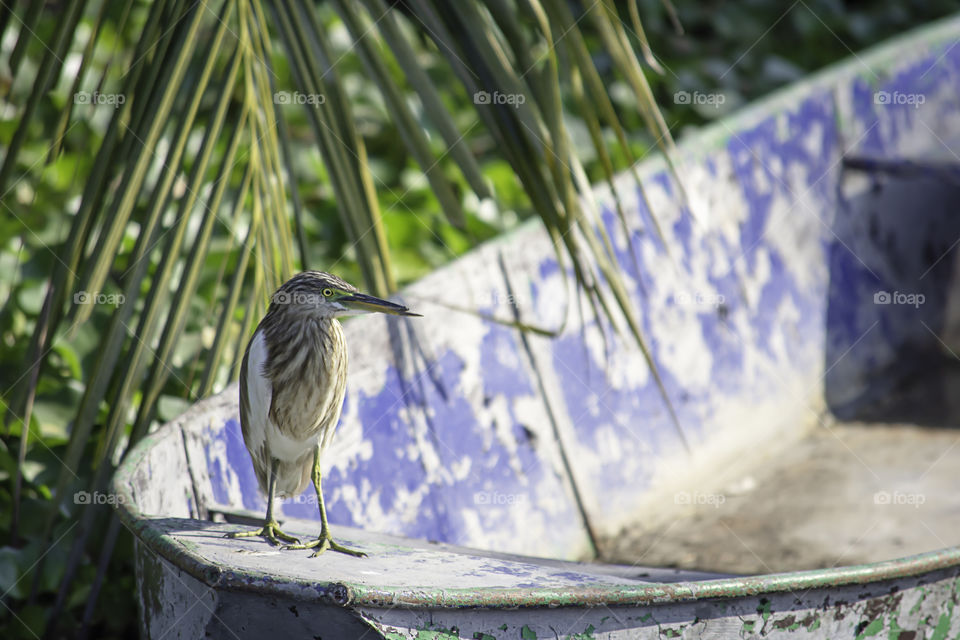 Brown Bird or Ixobrychus sinensis on a boat in the canal.