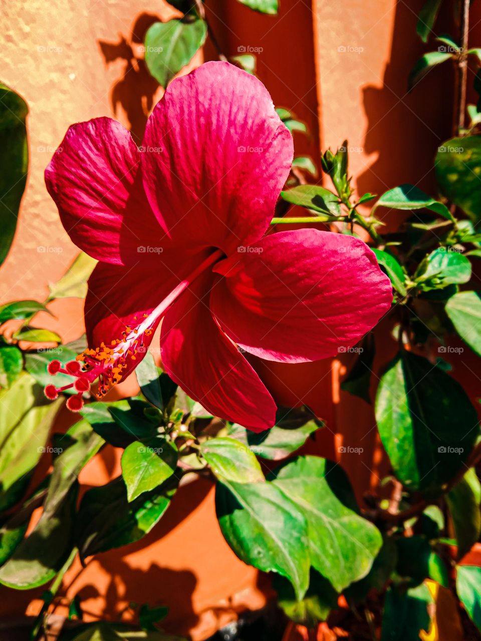 Flowers don’t tell, they show..🌺❤️🔥