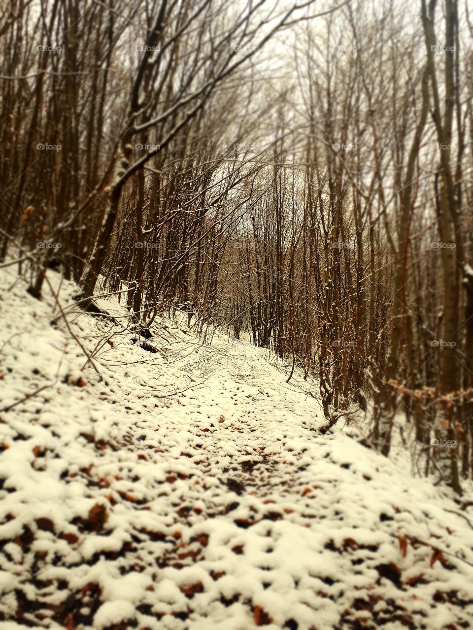 walk through the woods by taking the first snow