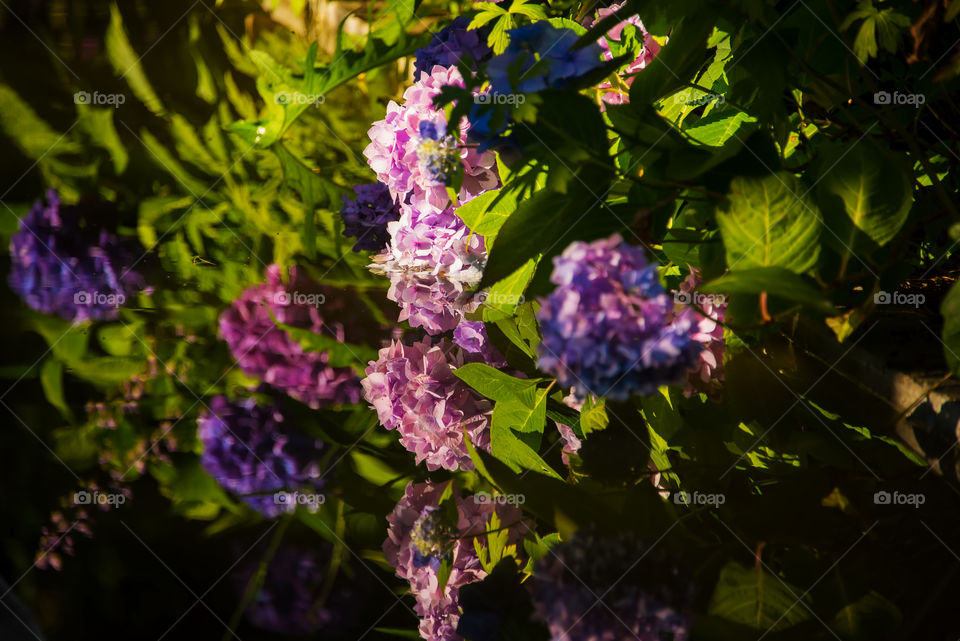 Pink and purple Hydrangea. Pink and purple Hydrangea with lush green leaves reflecting in a garden pond. Shadow and sunlight