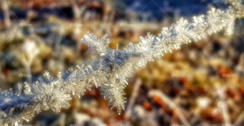 Frozen barbed wire