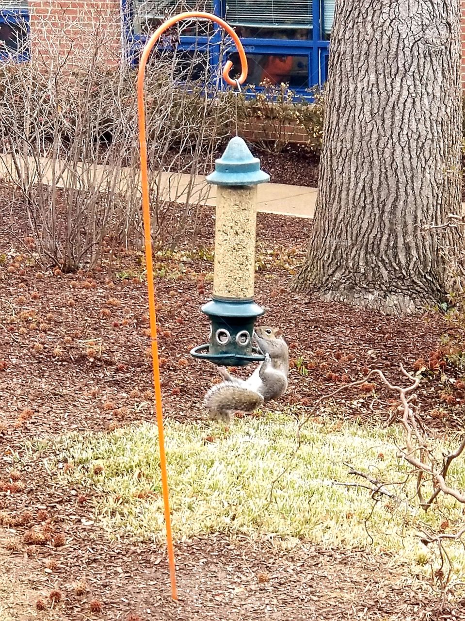 Slick Little guy trying to get food no matter what, squirrel playing mission impossible