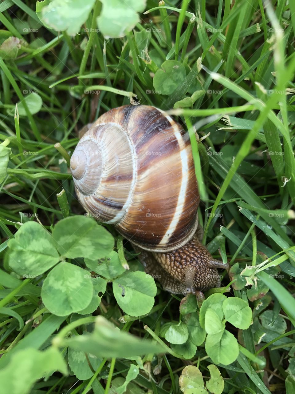 snail