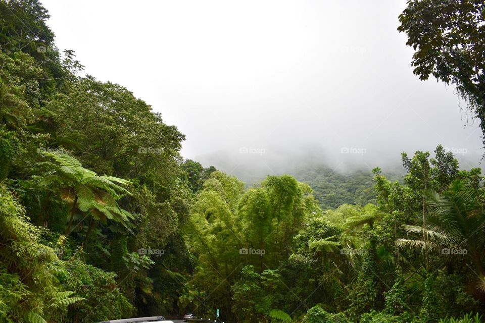 El Yunque National Forest 