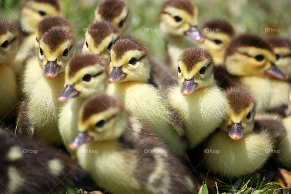 Many ducklings