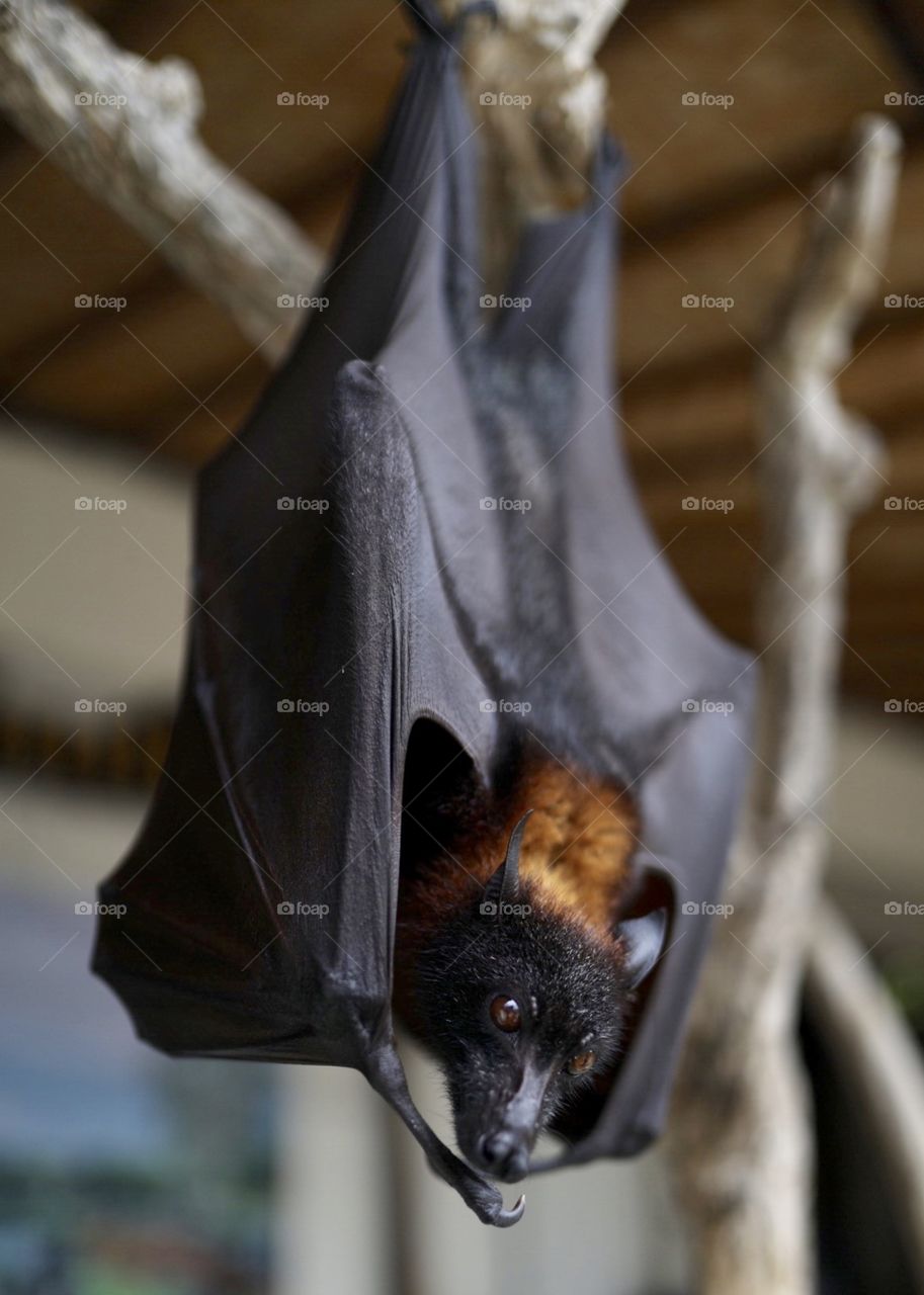 A beautiful bat, also known as the flying fox, sharing his face. 