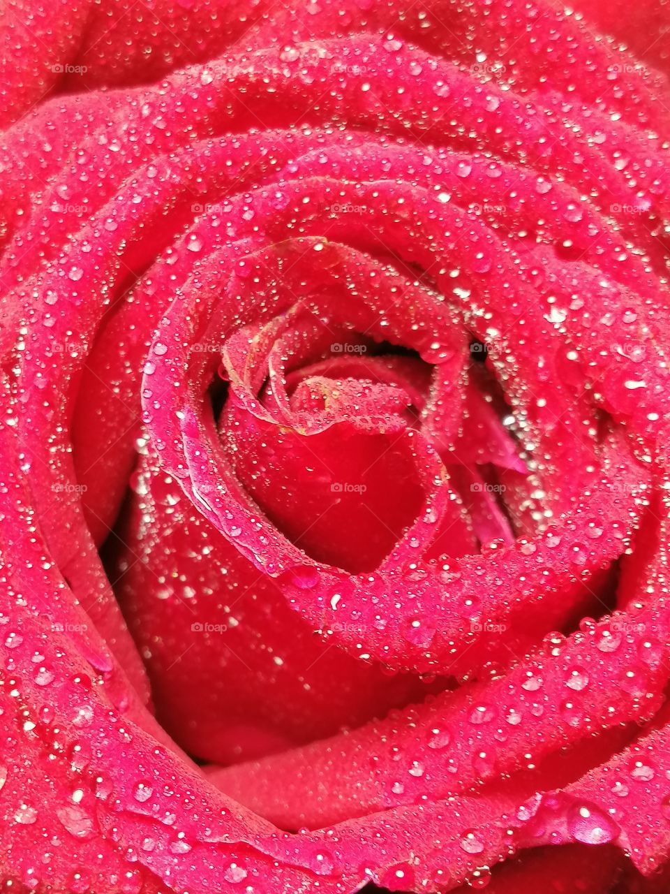 Red​ rose closeup by​ smartphone