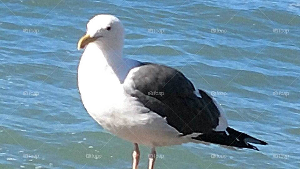 Seagull by the sea
