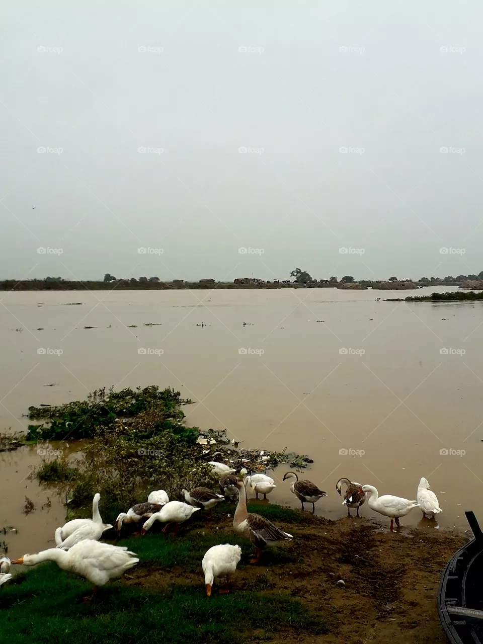 ducks