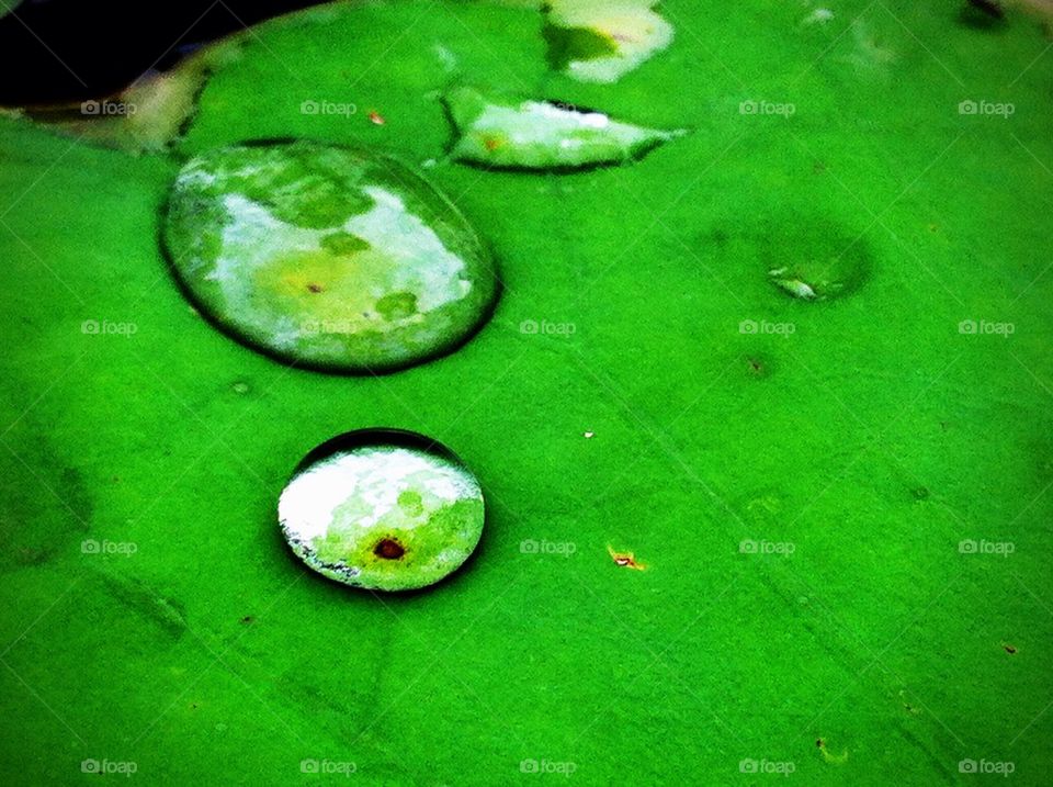 Water drop on the lotus leaf