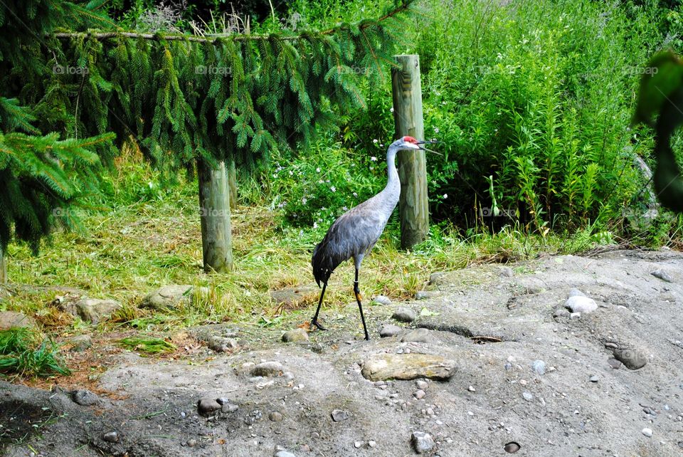 Blue Heron in Costa Rica