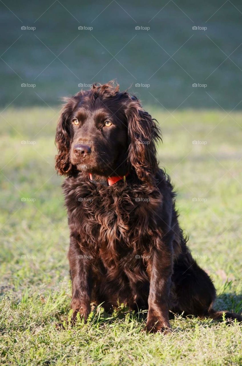 Boykin Spaniel