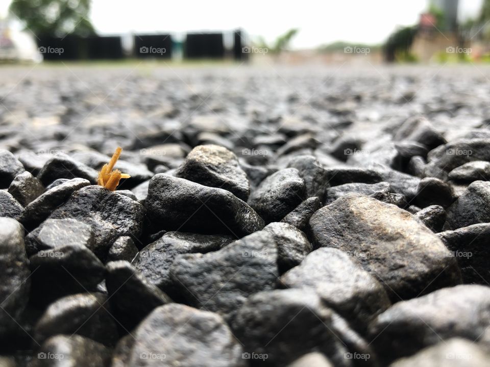 Details on the ground. Small rocks on focus, with background unfocused. Near the ground photo.