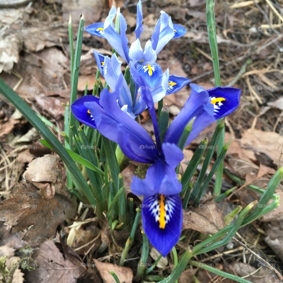 Iris reticulata