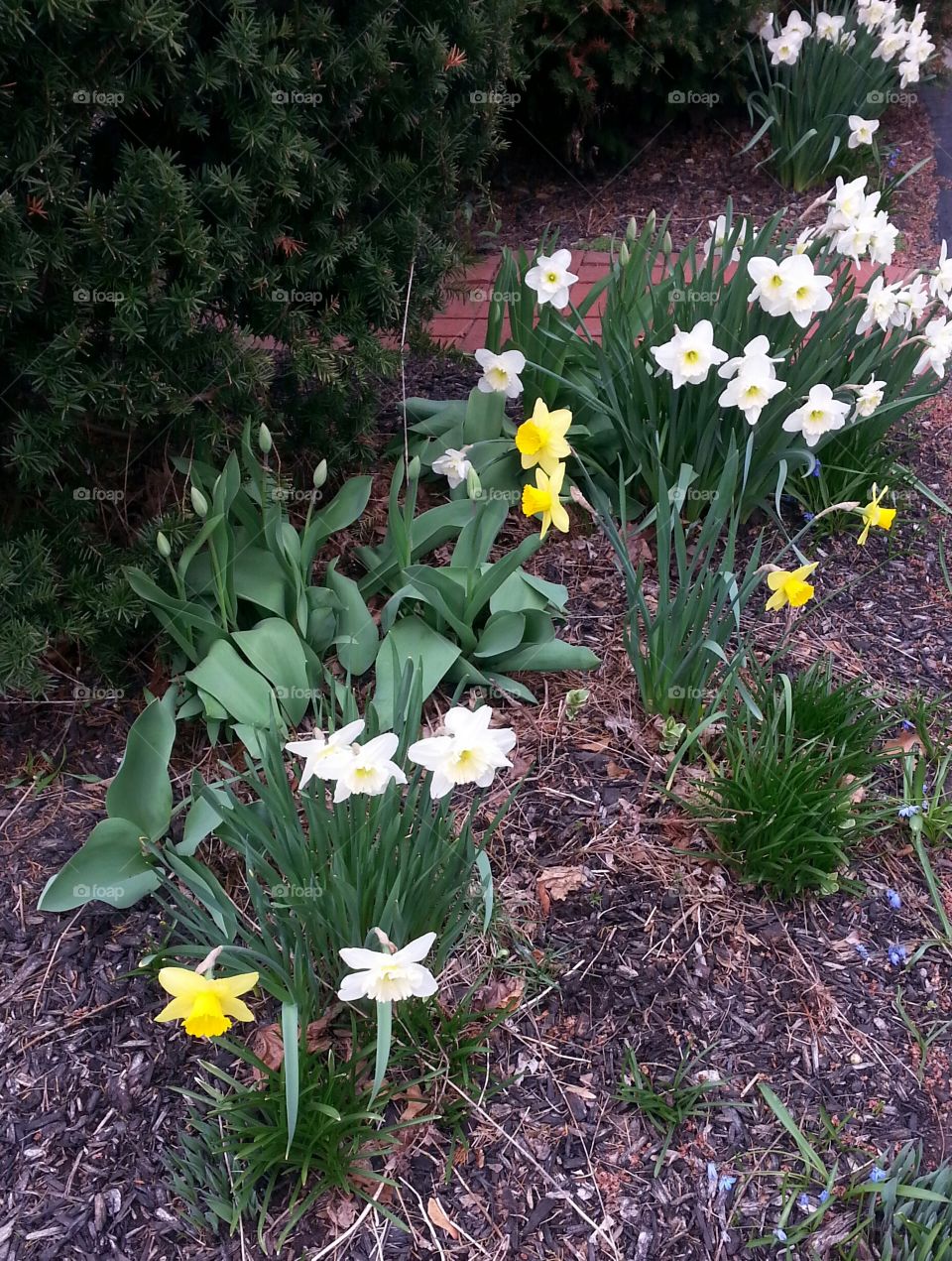 daffodils. daffodils in bloom